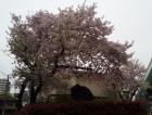 　市内福島区玉川コミュニティセンター角の桜です、今日の雨で少し葉桜になっていました。by　管理者1064x809(263.8KB)